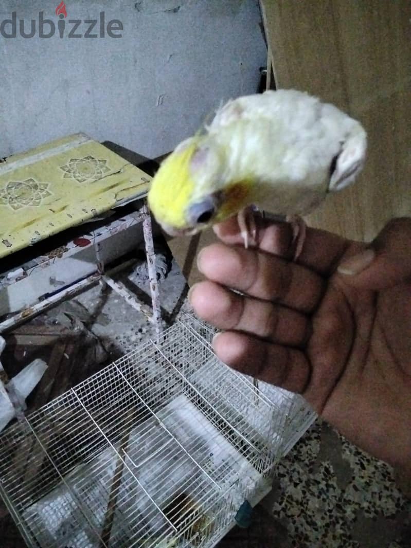 lotino coctail bird for sell urgent 3