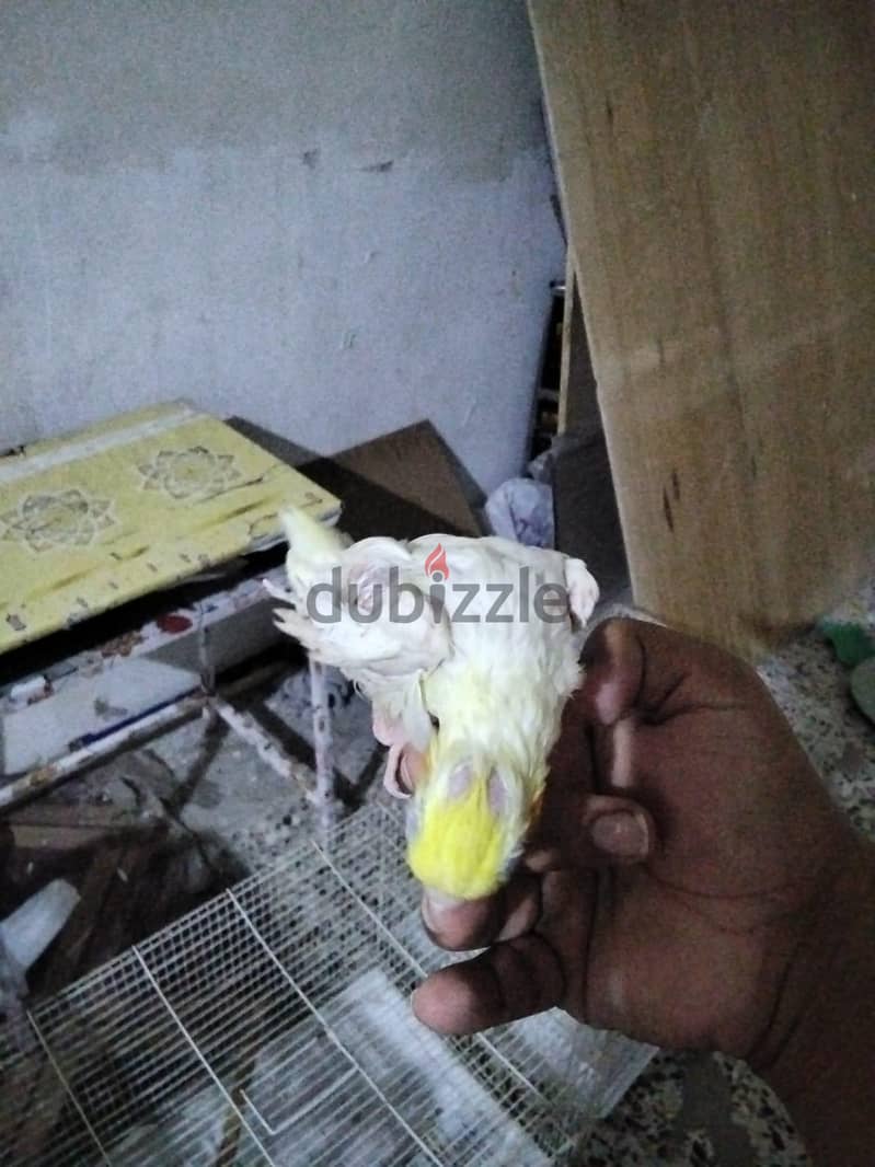 lotino coctail bird for sell urgent 4