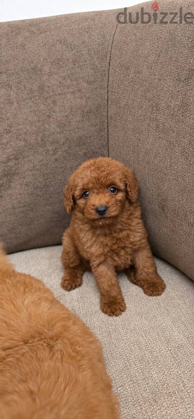 Mini toy poodle and maltipoo and cocakapoo