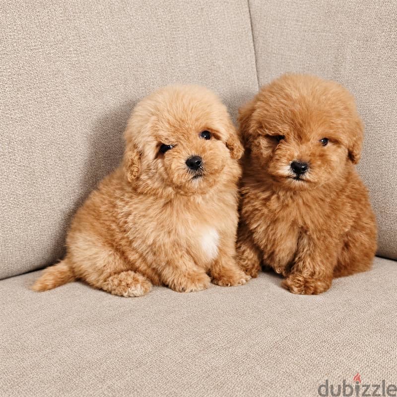 Mini toy poodle and maltipoo and cocakapoo 2