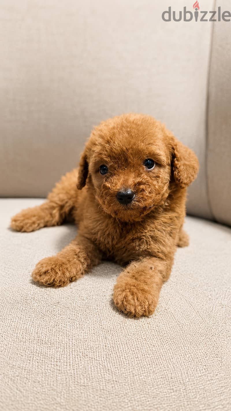 Mini toy poodle and maltipoo and cocakapoo 3