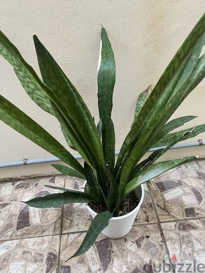 Indoor/Outdoor Jaboa Snake Plant For Sale