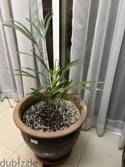 Palm plant for sale with big pot