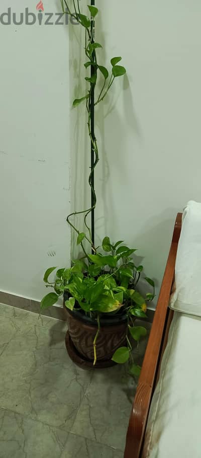 Big money Plant