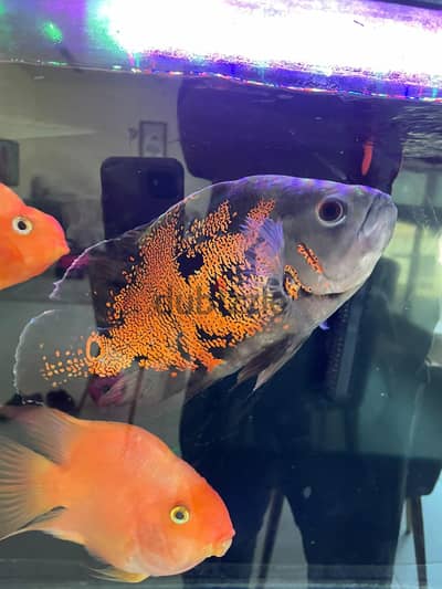 Healthy Adult Oscar & Blood Parrot Pairs