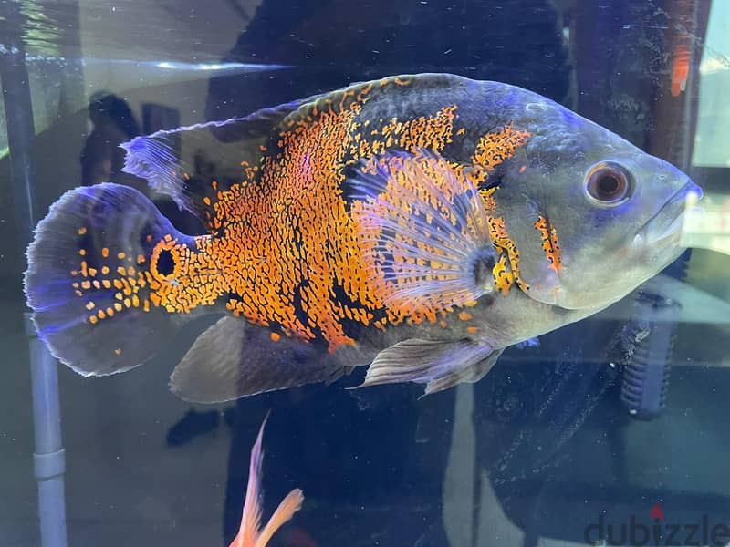 Healthy Adult Oscar & Blood Parrot Pairs 1