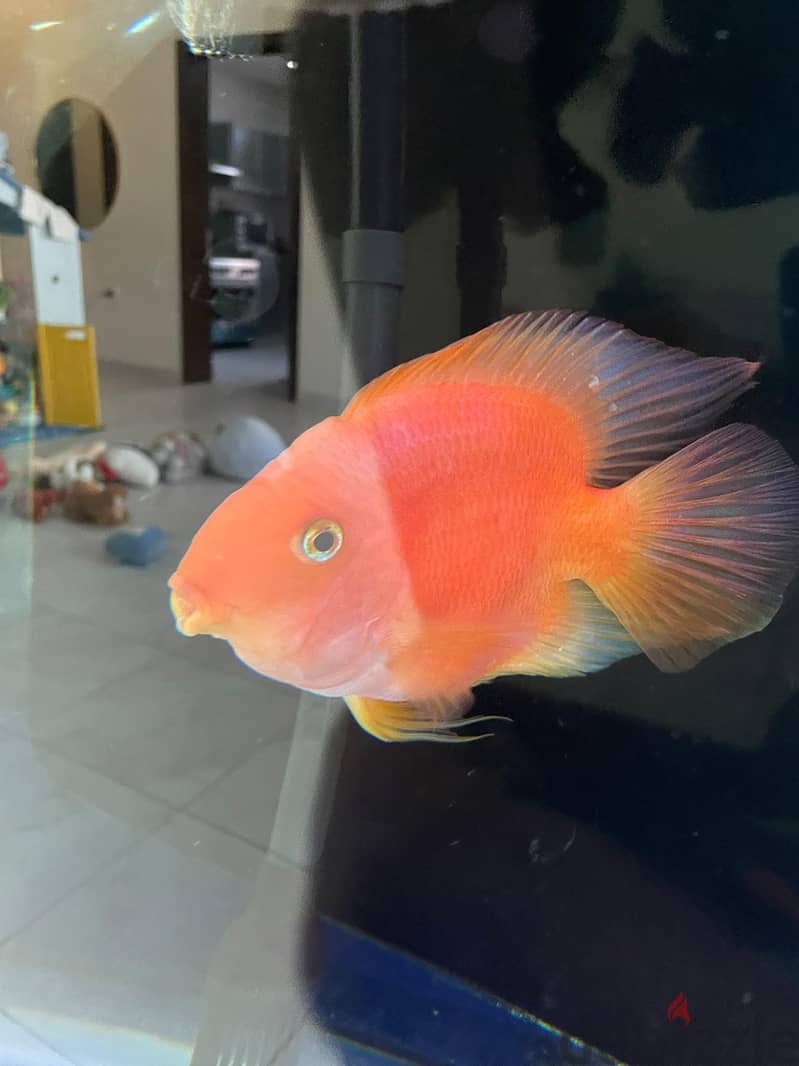Healthy Adult Oscar & Blood Parrot Pairs 2