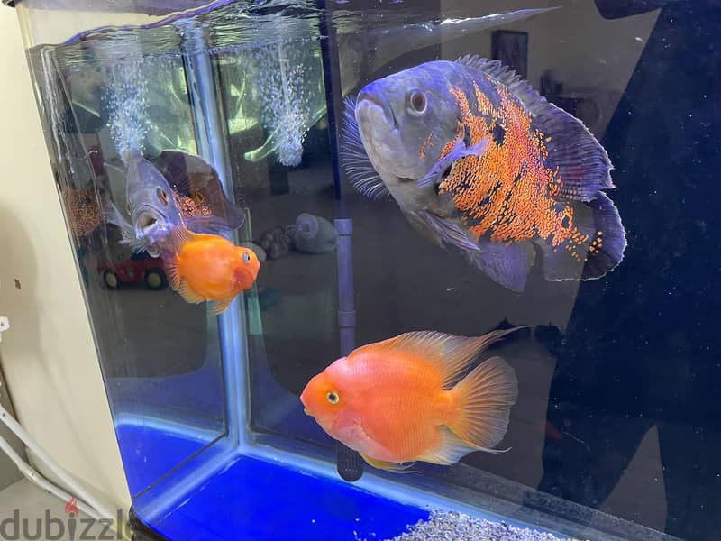 Healthy Adult Oscar & Blood Parrot Pairs 3