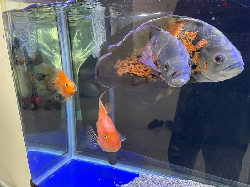 Healthy Adult Oscar & Blood Parrot Pairs 5