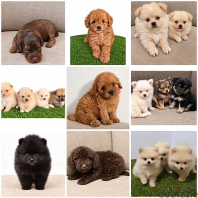 pomernian ,poodle,maltipoo