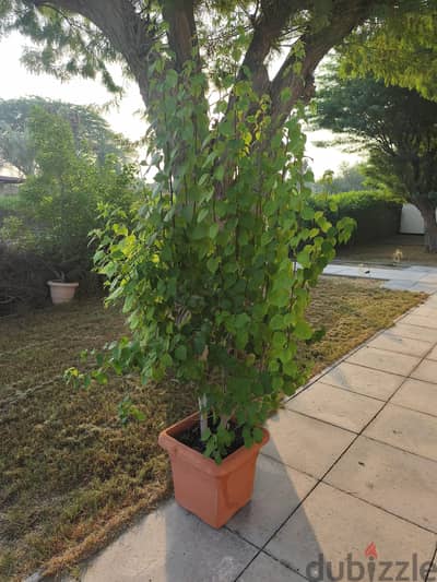 plant