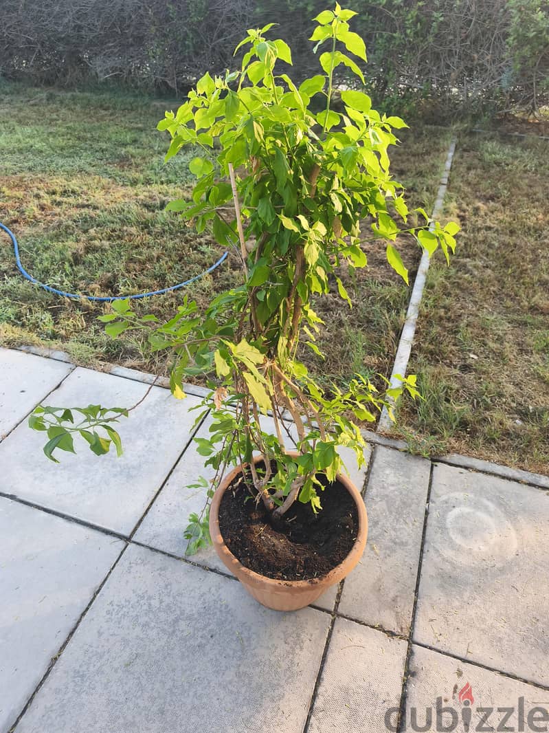 plant 1