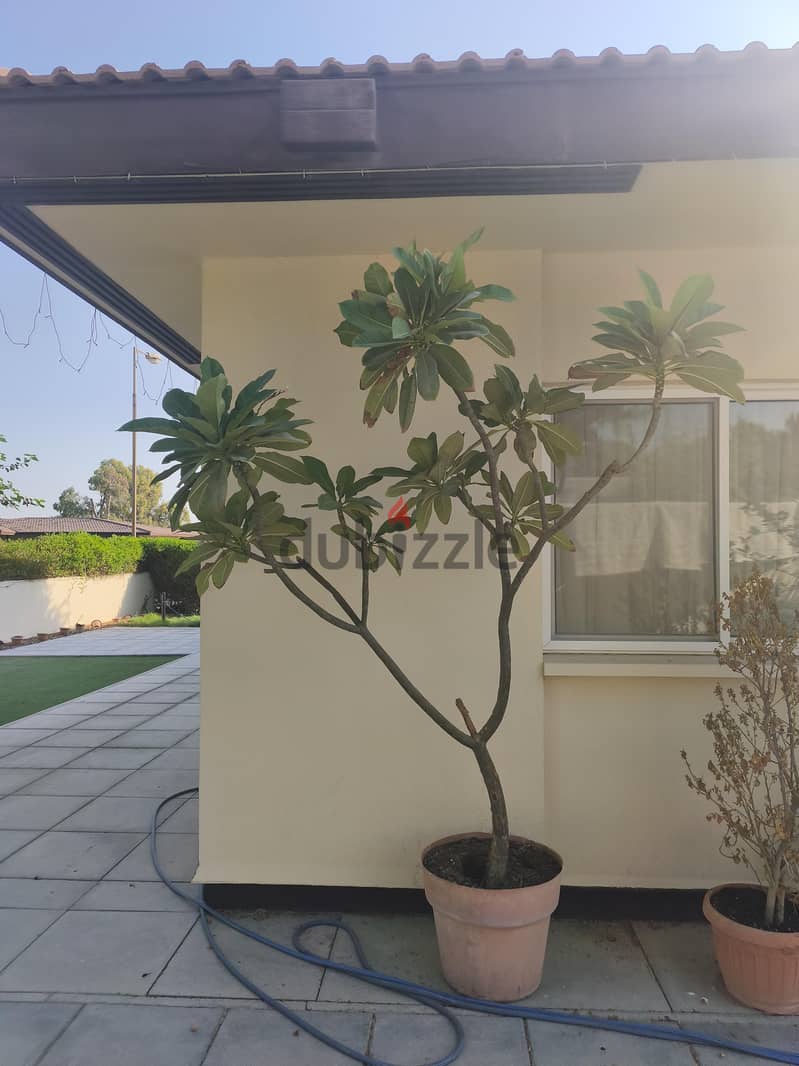 plant 2