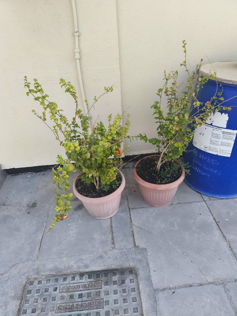 plant 3