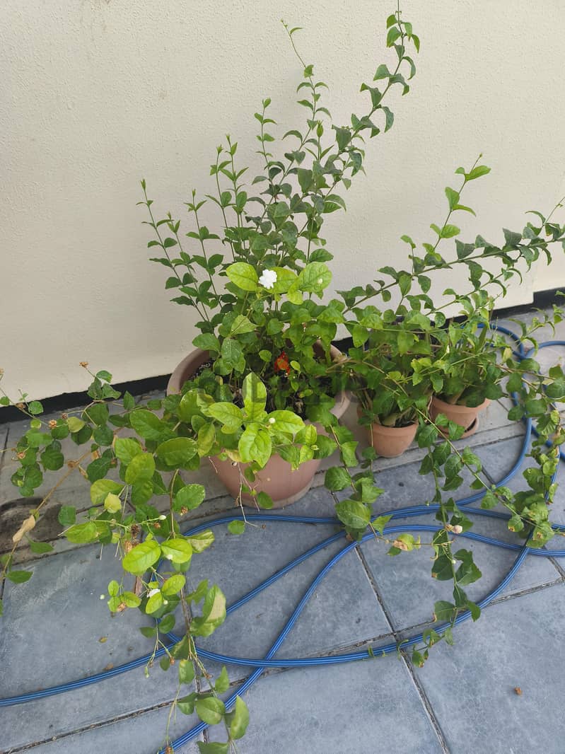 plant 4