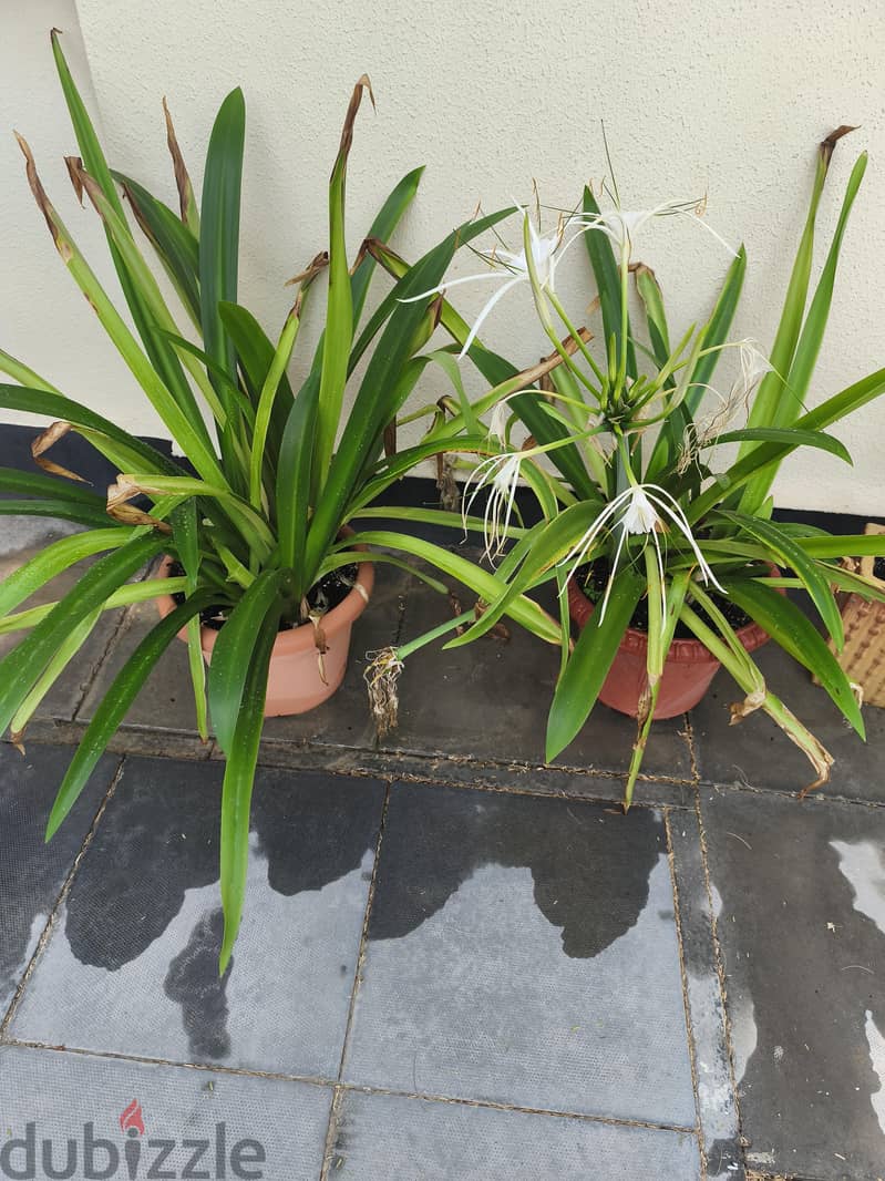 plant 5