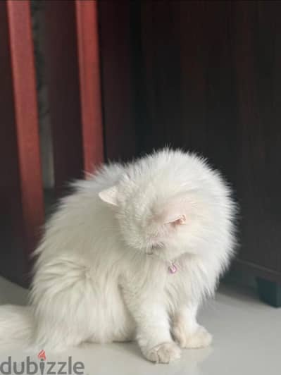Cat for sale