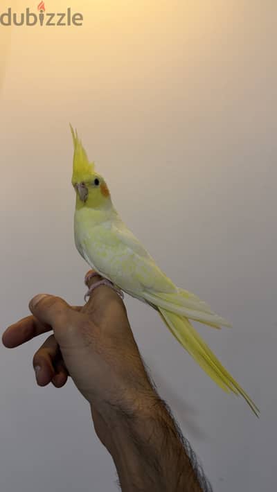 Cocktail tamed