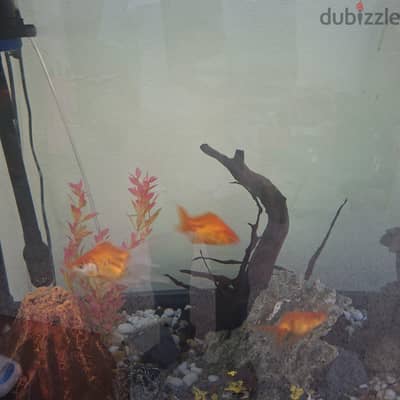 gold fish