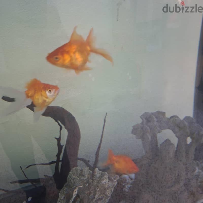 gold fish 1