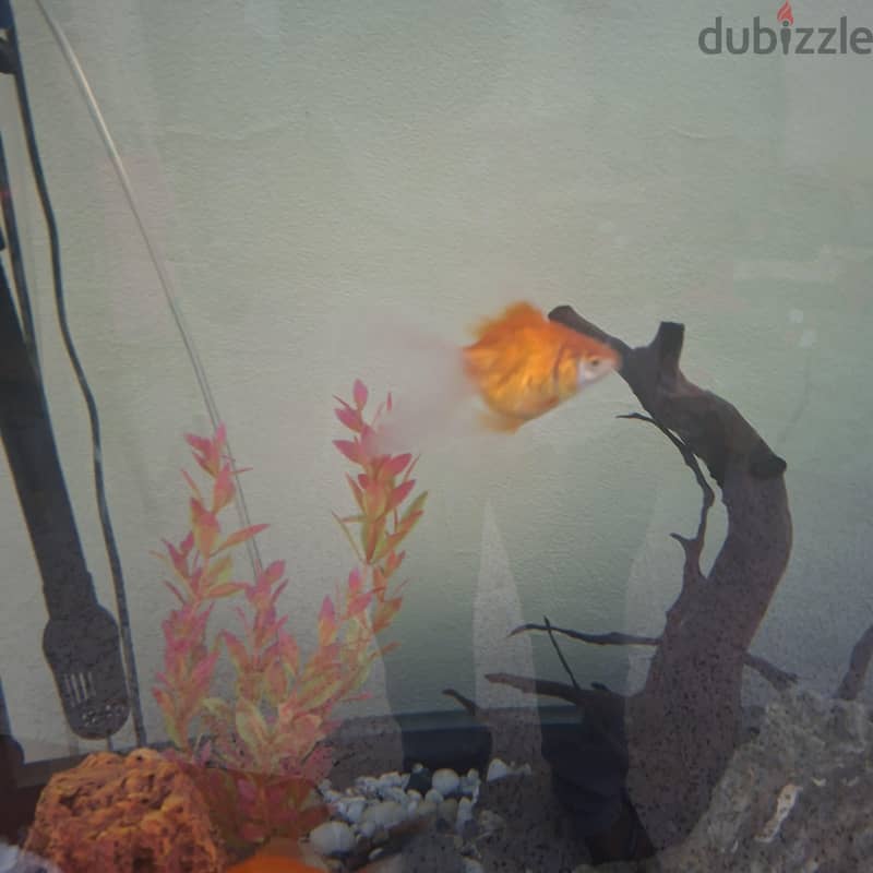 gold fish 2