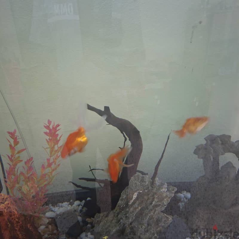 gold fish 3
