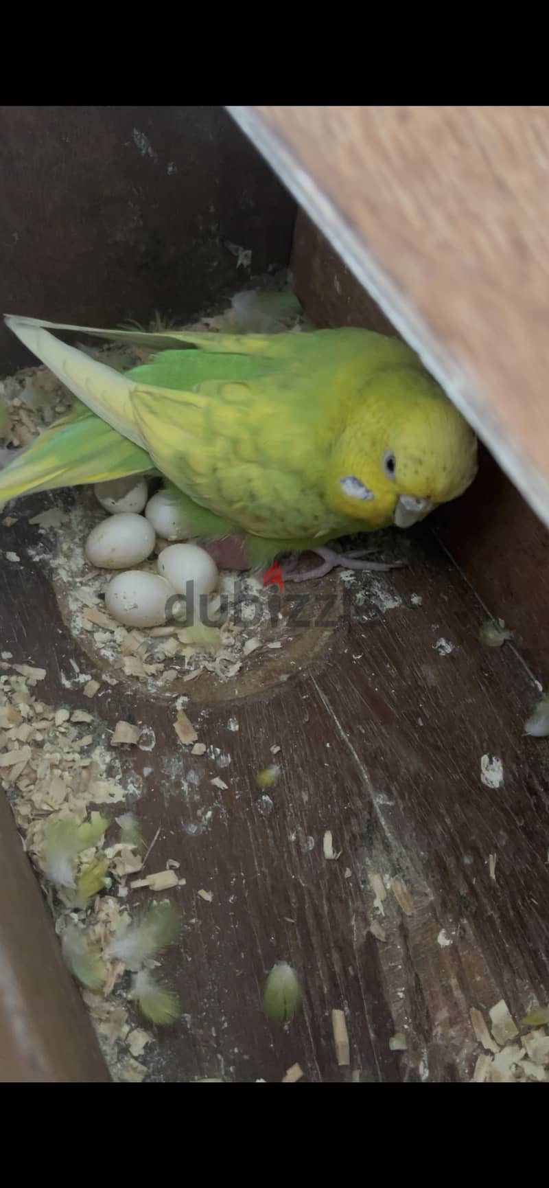 Big size breeding pair with one baby and 4 eggs 2