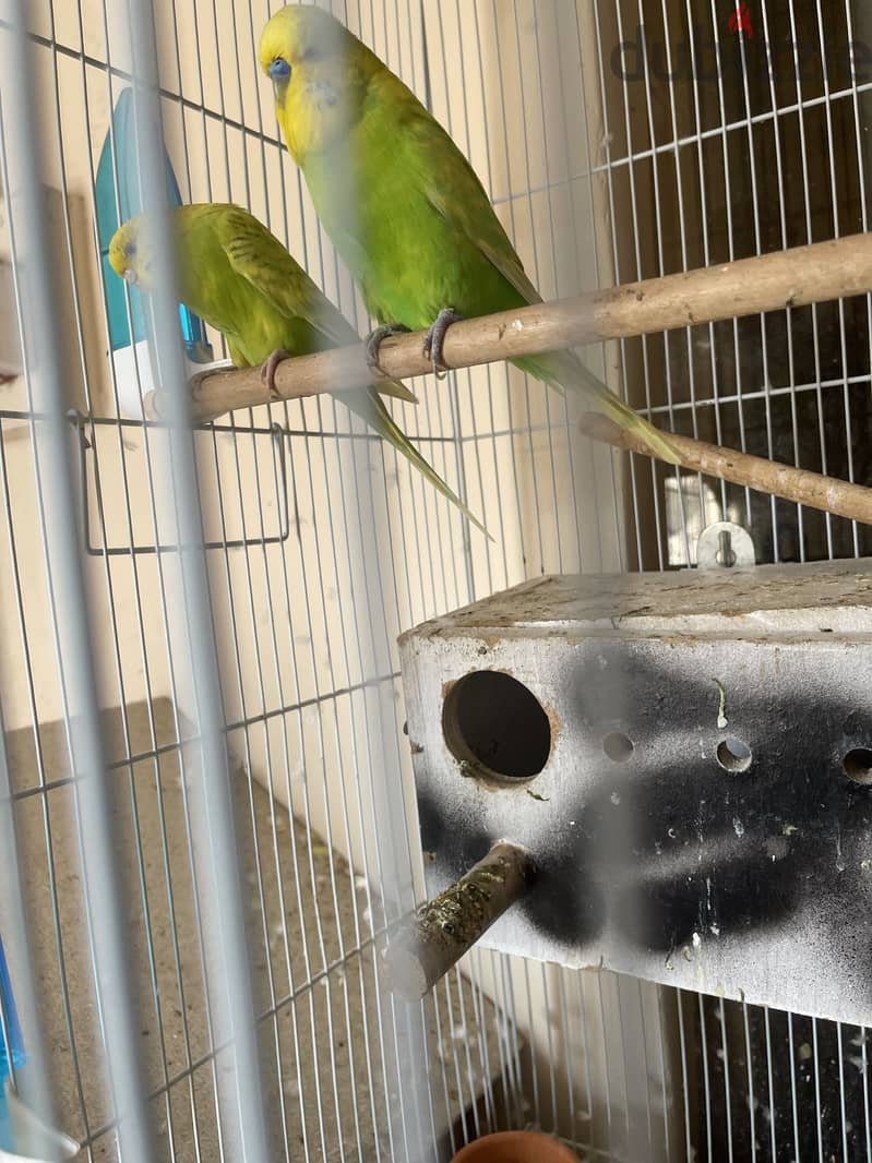 Big size breeding pair with one baby and 4 eggs 4