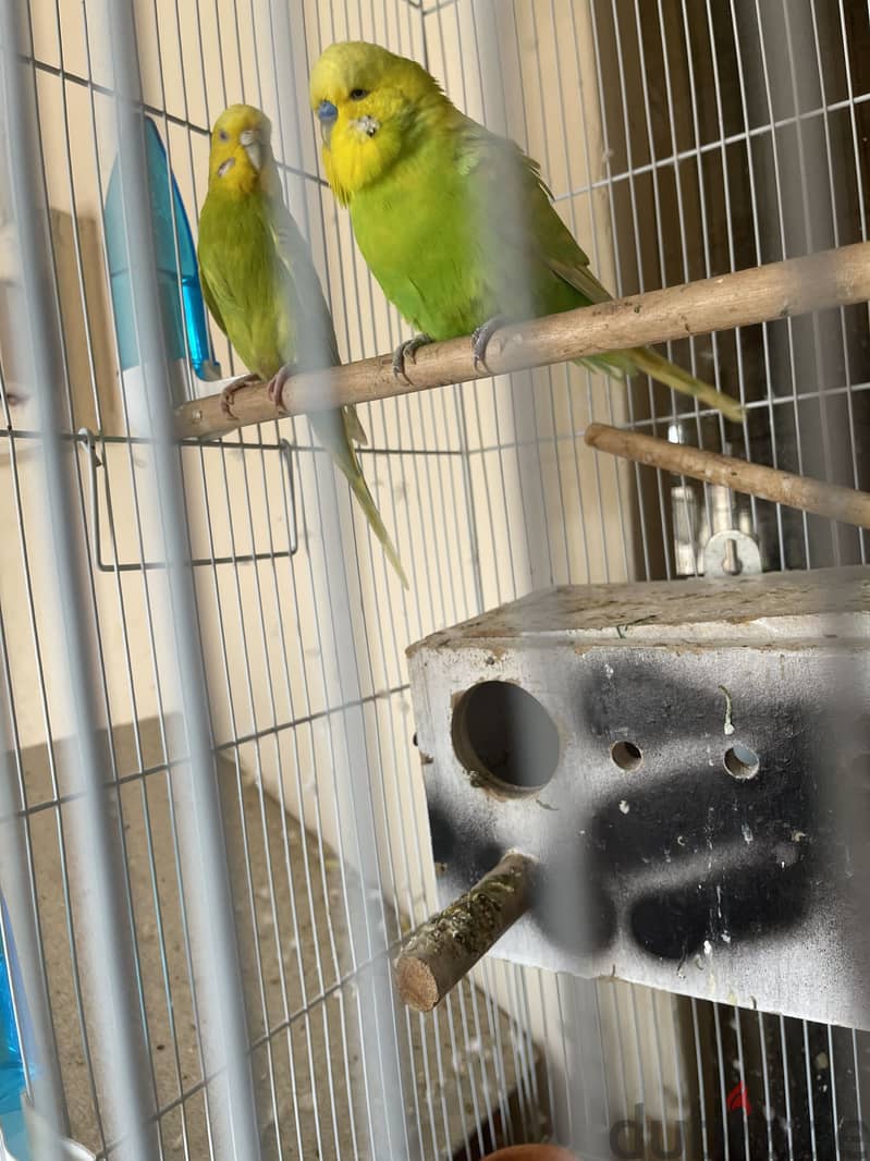 Big size breeding pair with one baby and 4 eggs 6