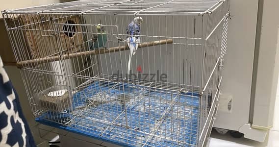 Budgies for sale very urgent