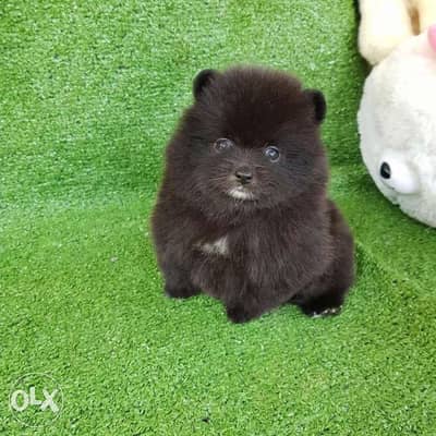 Dark Poms dogs for sale