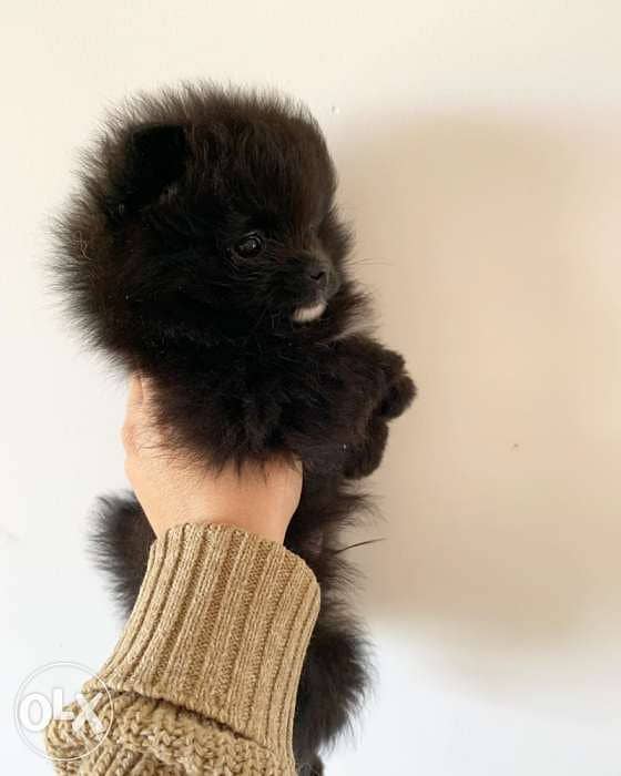 Dark Poms dogs for sale 1