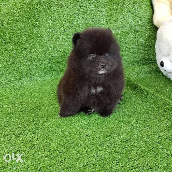 Dark Poms dogs for sale 2