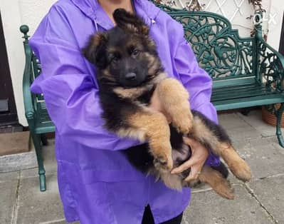 German Shepherd dogs for sale