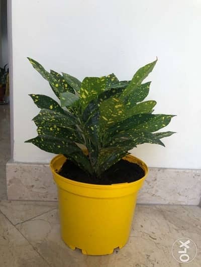 Croton