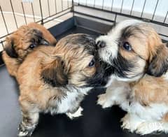 Shitzu Puppies for Sale 0