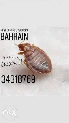 رش مبيدات الحشرات البحرين 0