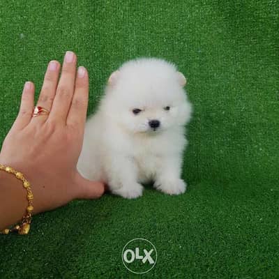 White & cream poms puppies for sale