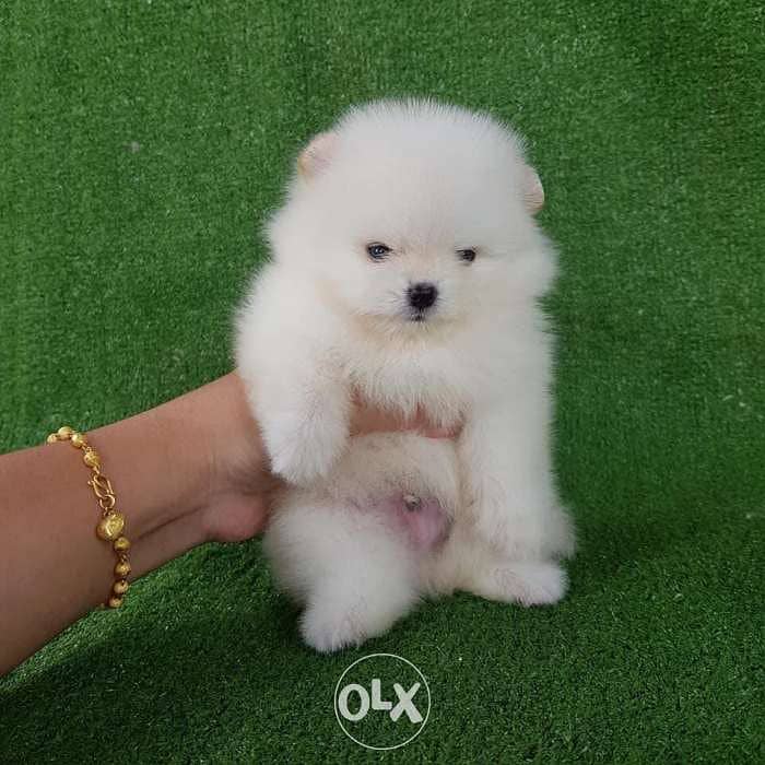 White & cream poms puppies for sale 2