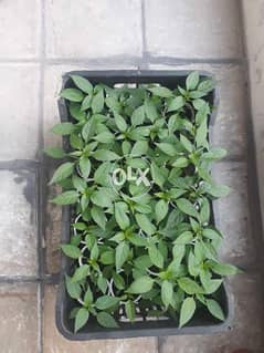 Chilli plants 0