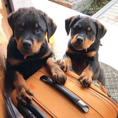 Rottweiller puppies for Adoption 0