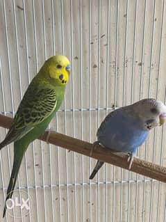 young mix breed- parakeet and budgies 0