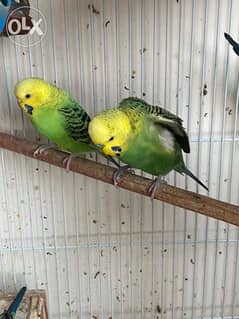 young budgies 0