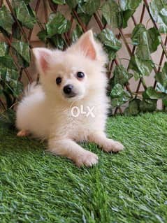 Mini Pomeranian puppy for sale 0