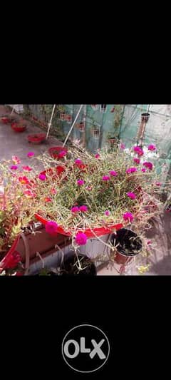 Plants for sale. Big 1 bd. small 0.500 fils 0