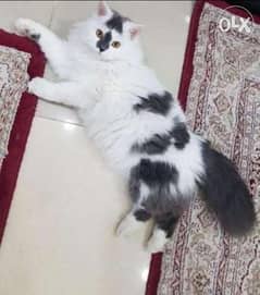 Persian Cat for sale 0