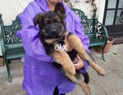 German Shepherd puppies for sale