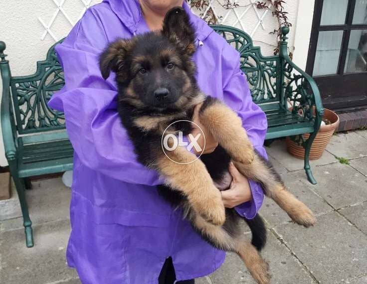 German Shepherd puppies for sale 0