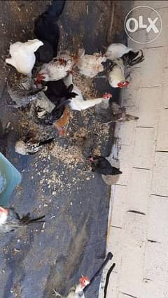 Hens and Chicken for Sale 0