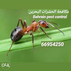 Bahrain pest control services dream line 0